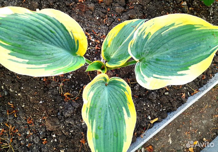 Хоста. Астильба саженцы