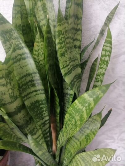 Сансенверия