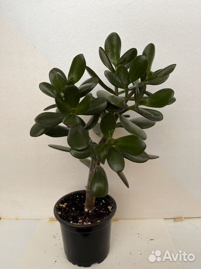 Крассула (толстянка) - денежное дерево