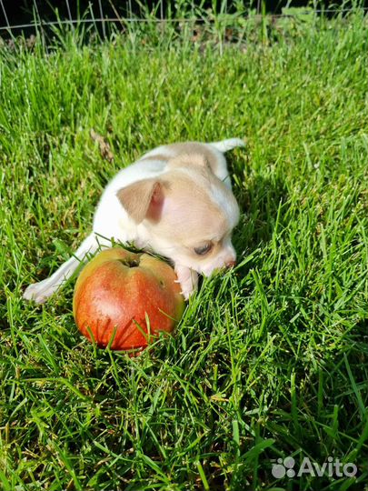 Щенки чихуахуа мини