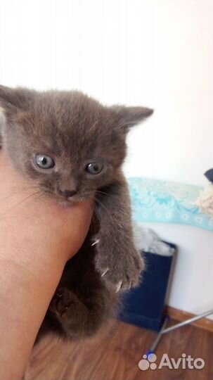 Отдам кота в добрые руки