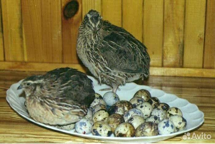 Комбикорм для перепелок-несушек Пурина Purina