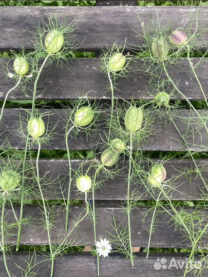 Нигелла черный тмин, сухоцвет