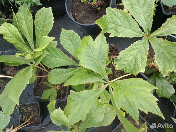 Лилейник, хосты, сангвинария, тимьян, аир, мята