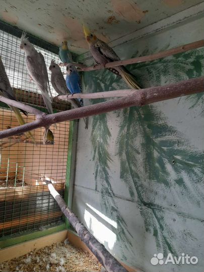 Продажа птенцов корелла