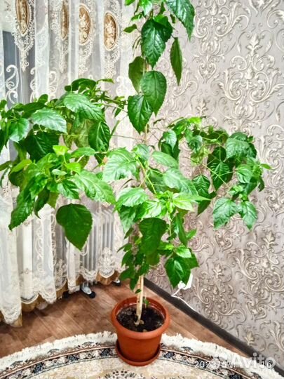 Китайская роза