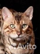 Бенгальская