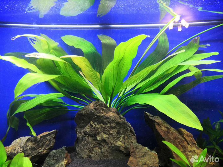 Детки эхинодоруса, буцефаландры