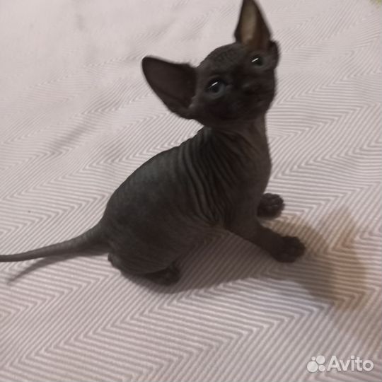 Канадский сфинкс