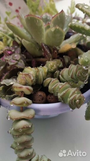 Композиция мини-сад из суккулентов