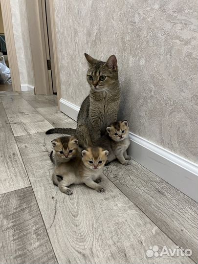 Шотландские котята