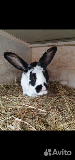 Кролики разных пород