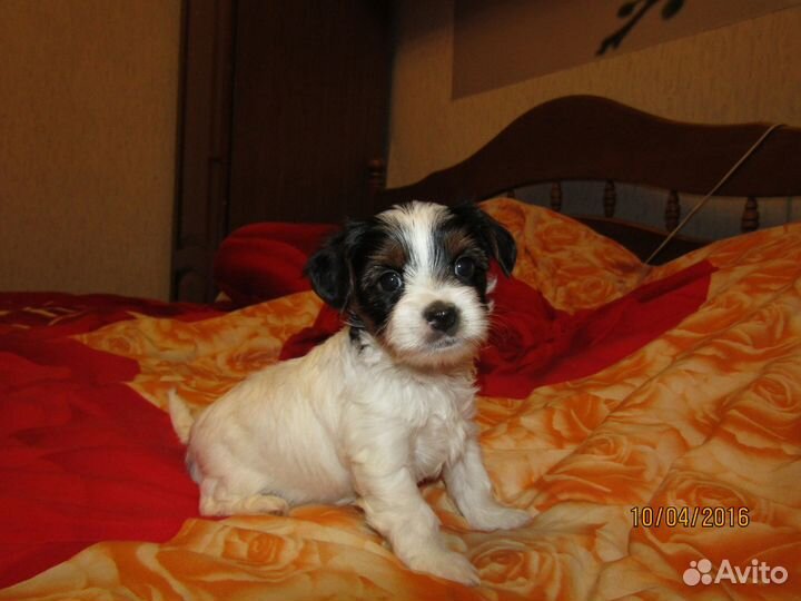 Бивер терьер мини