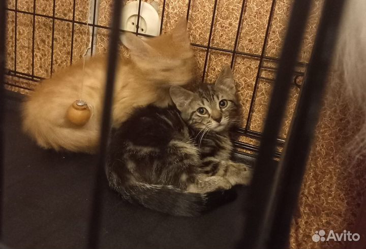 Котята ищут добрые ручки