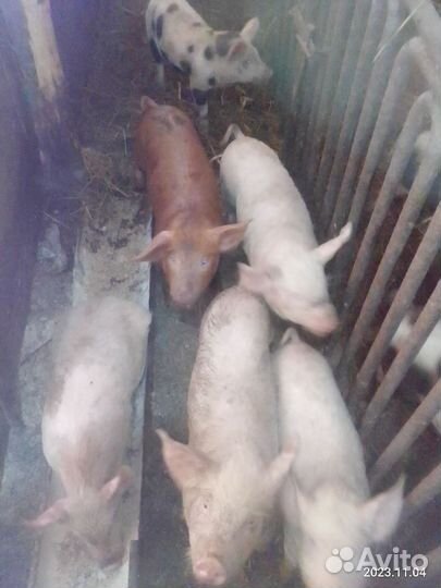 Поросенок ландрас-дюрок