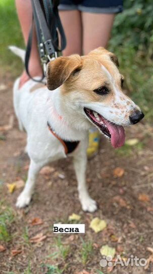 Вот такая красотка ищет дом и верного друга