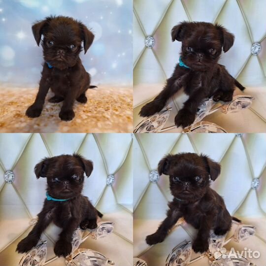 Щенки шоколадного гриффона