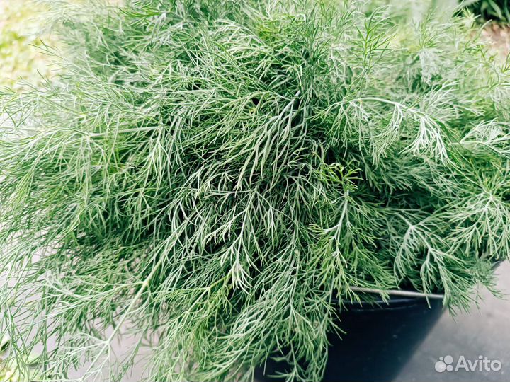Укроп свежий