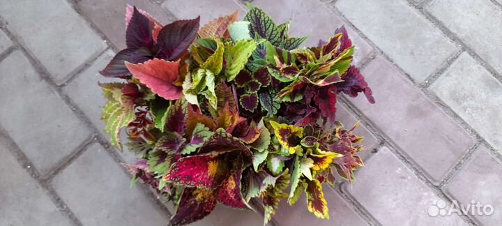 Набор срезов колеусов вегетативных