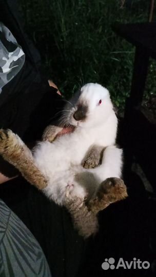 Калифорнийские кролики