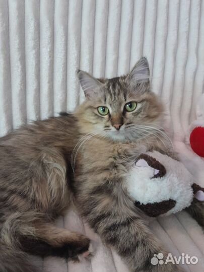 Котик подросток