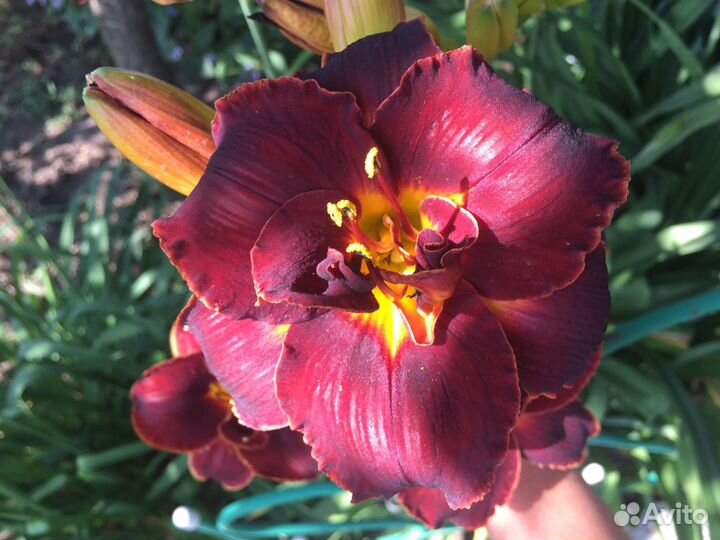 Лилейники почтой/ ирис