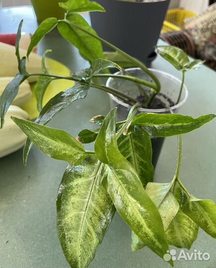 Домашние цветы