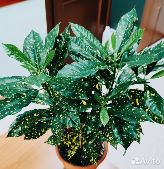 Кротон Голд Даст (Золотая пыль)