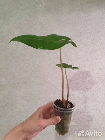 Алоказия алоказии