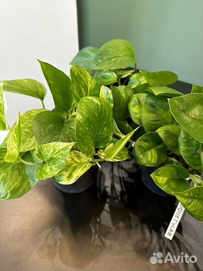 Эпипремнум разные