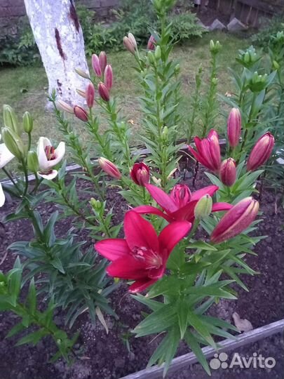 Лилия,ирис,очиток,гвоздика,хоста