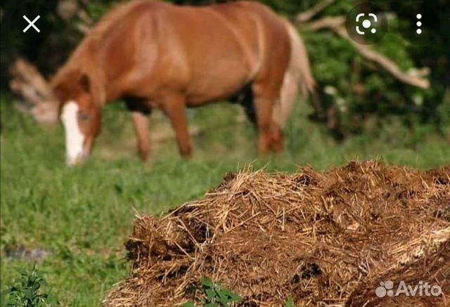 Чистеиший конский навоз без опил