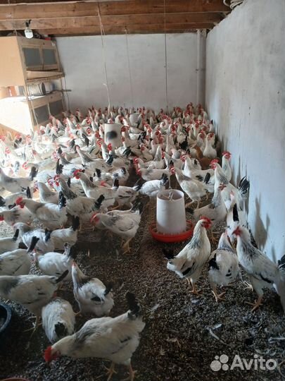 Продажа птиц