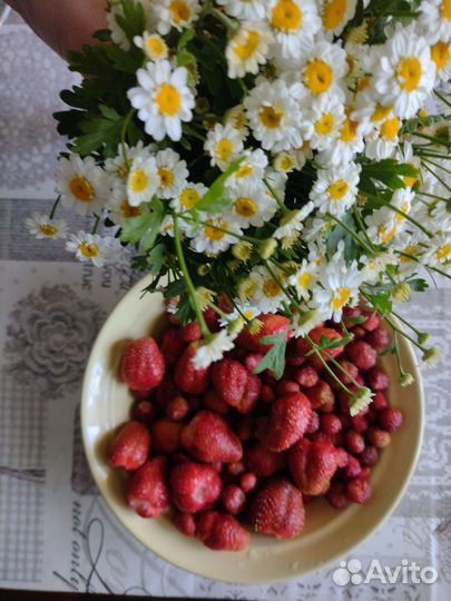 Примула и многолетники