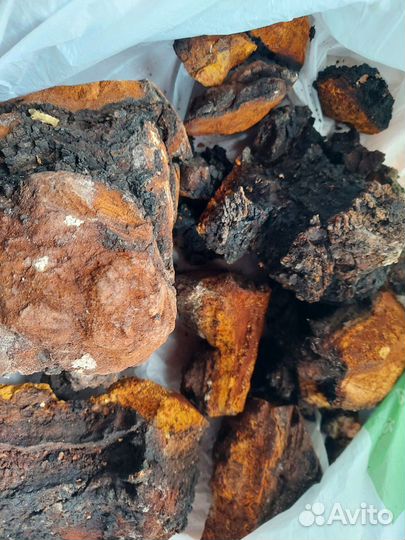 Чага свежая 2024