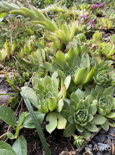 Каменная роза