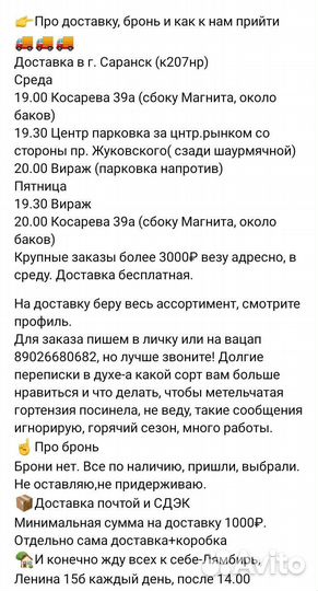 Гортензия древовидная Стронг Аннабель