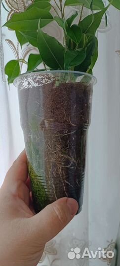 Фикус Бенджамина