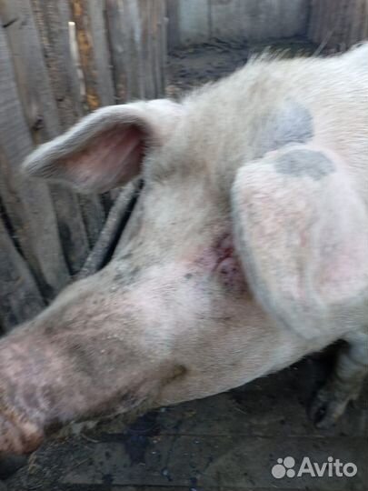 Хряк чепированый