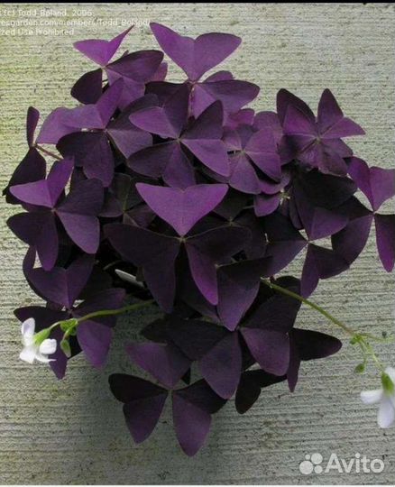 Оксалис кислица