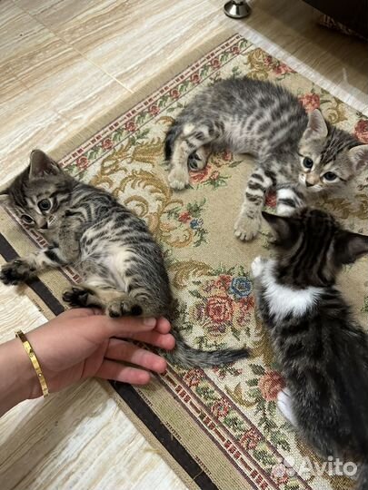 Кошка в дар