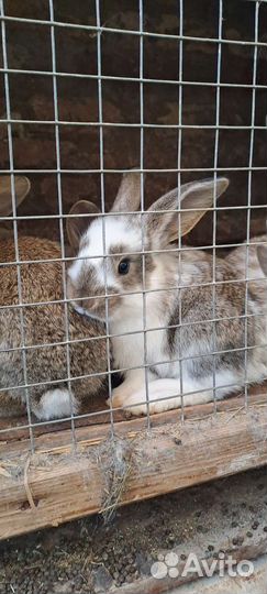 Продам кроликов
