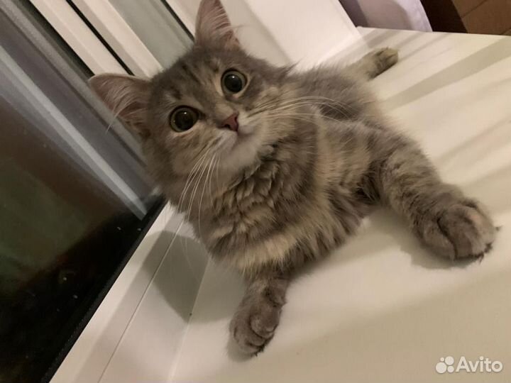 Кошка девочка бесплатно в добрые руки