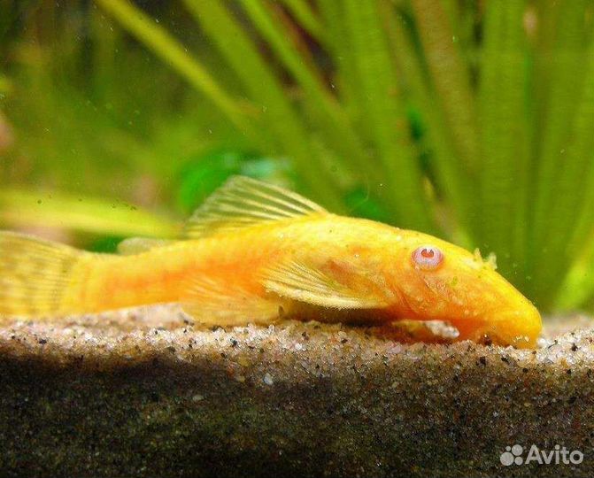 Аквариумные рыбки