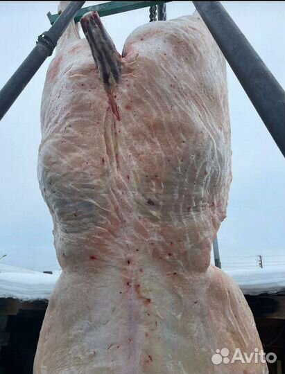 Лошади на мяса