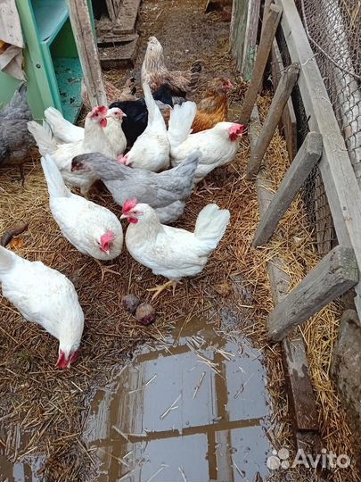 Яйцо домашнее для инкубации и еды