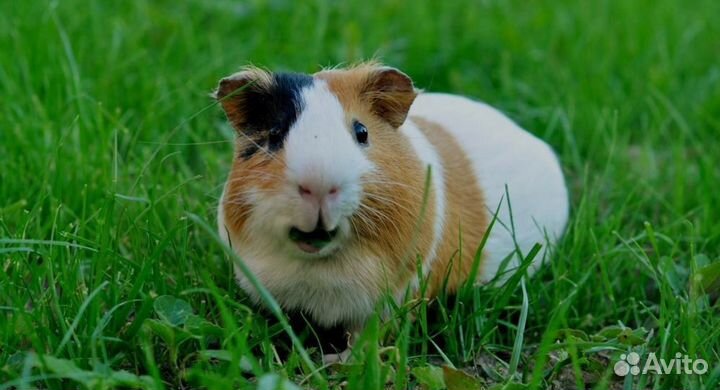 Морская свинка Гладкошерстная
