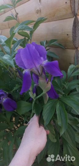 Ирисы бородатые