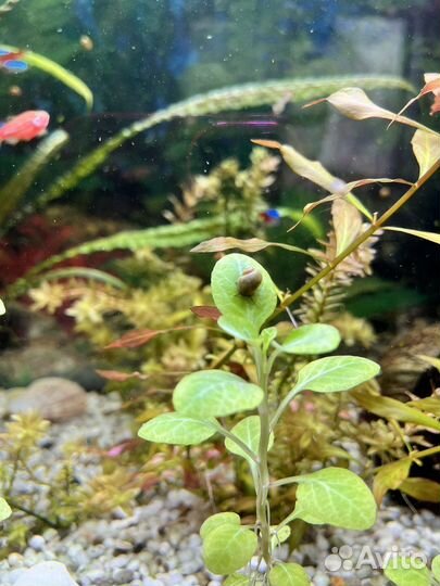 Ампулярии цветные