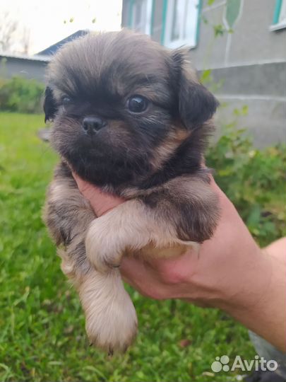 Щенки пекинеса